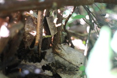 Ctenitis subglandulosa