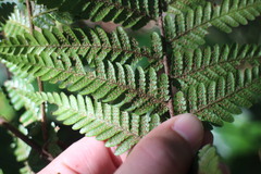 Ctenitis subglandulosa