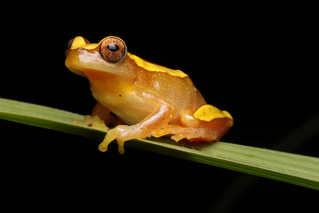 Elegant Forest Treefrog