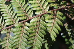 Ctenitis subglandulosa