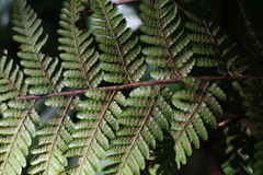 Ctenitis subglandulosa