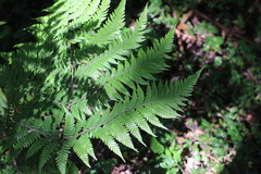 Ctenitis subglandulosa