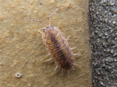 Porcellio scaber