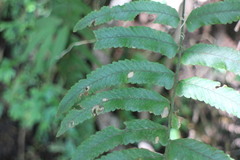 Microlepia marginata