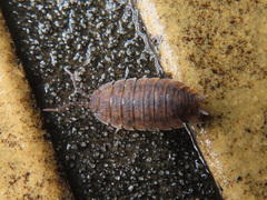 Porcellio scaber