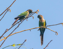 Pearly Parakeet photo 3