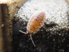 Porcellio scaber