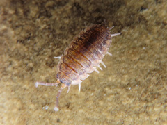 Porcellio scaber