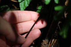 Microlepia marginata