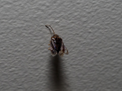 Menidini