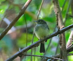 Lathrotriccus euleri