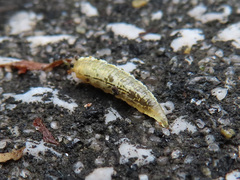 Syrphidae