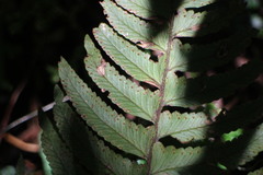Microlepia marginata