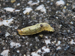 Syrphidae