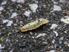 Syrphidae