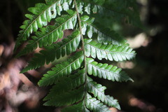 Ctenitis subglandulosa