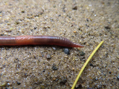 Oligochaeta