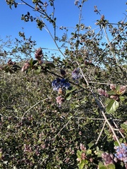 Ceanothus tomentosus