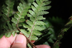 Ctenitis subglandulosa