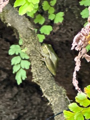 Ranoidea phyllochroa