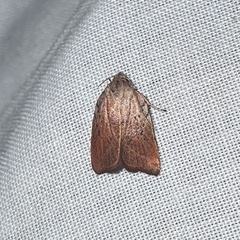 Tortricopsis pyroptis