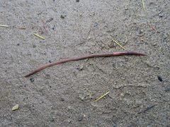 Oligochaeta