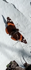 Vanessa atalanta atalanta