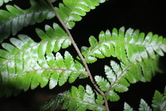 Ctenitis subglandulosa