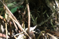 Ctenitis subglandulosa