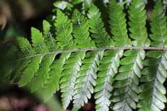 Ctenitis subglandulosa