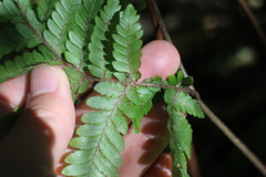 Ctenitis subglandulosa