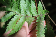 Ctenitis subglandulosa