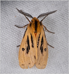 Ardices curvata