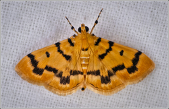 Dichocrocis clytusalis