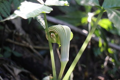 Arisaema ringens