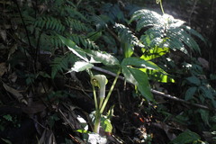 Arisaema ringens