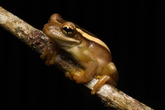 Trachycephalus mesophaeus