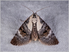 Acatapaustus leucospila
