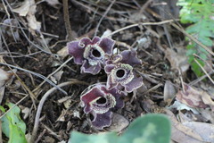 Asarum macranthum
