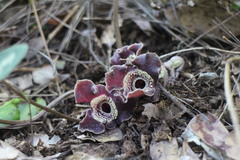 Asarum macranthum