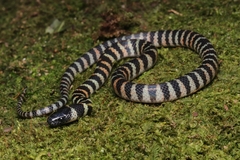 Oxyrhopus clathratus