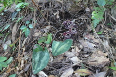 Asarum macranthum