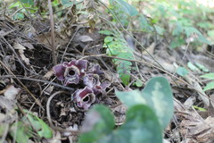Asarum macranthum