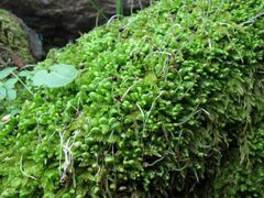 Scapania compacta