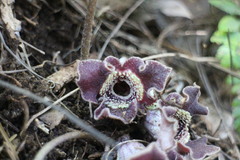 Asarum macranthum