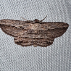 Euphronarcha luxaria