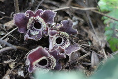 Asarum macranthum