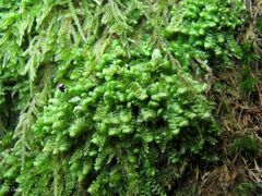 Scapania compacta