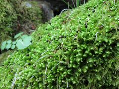 Scapania compacta