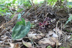 Asarum macranthum